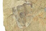 Rare, Apatokephalus Trilobite - Fezouata Formation #249910-3